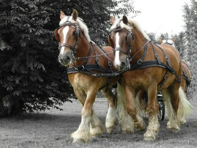 Zugferd und XRechnung