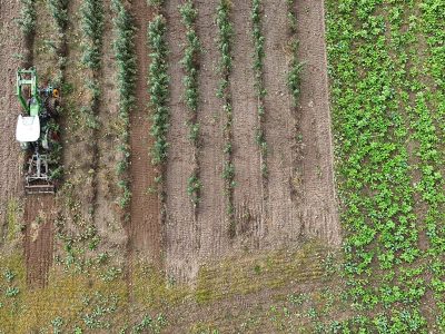 Der streifenförmige Anbau von Agrarholz zwischen den einjährigen landwirtschaftlichen Kulturen (Agroforstsystem) sichert darüber hinaus die Ertragskraft der Fläche bei zunehmender Trockenheit.